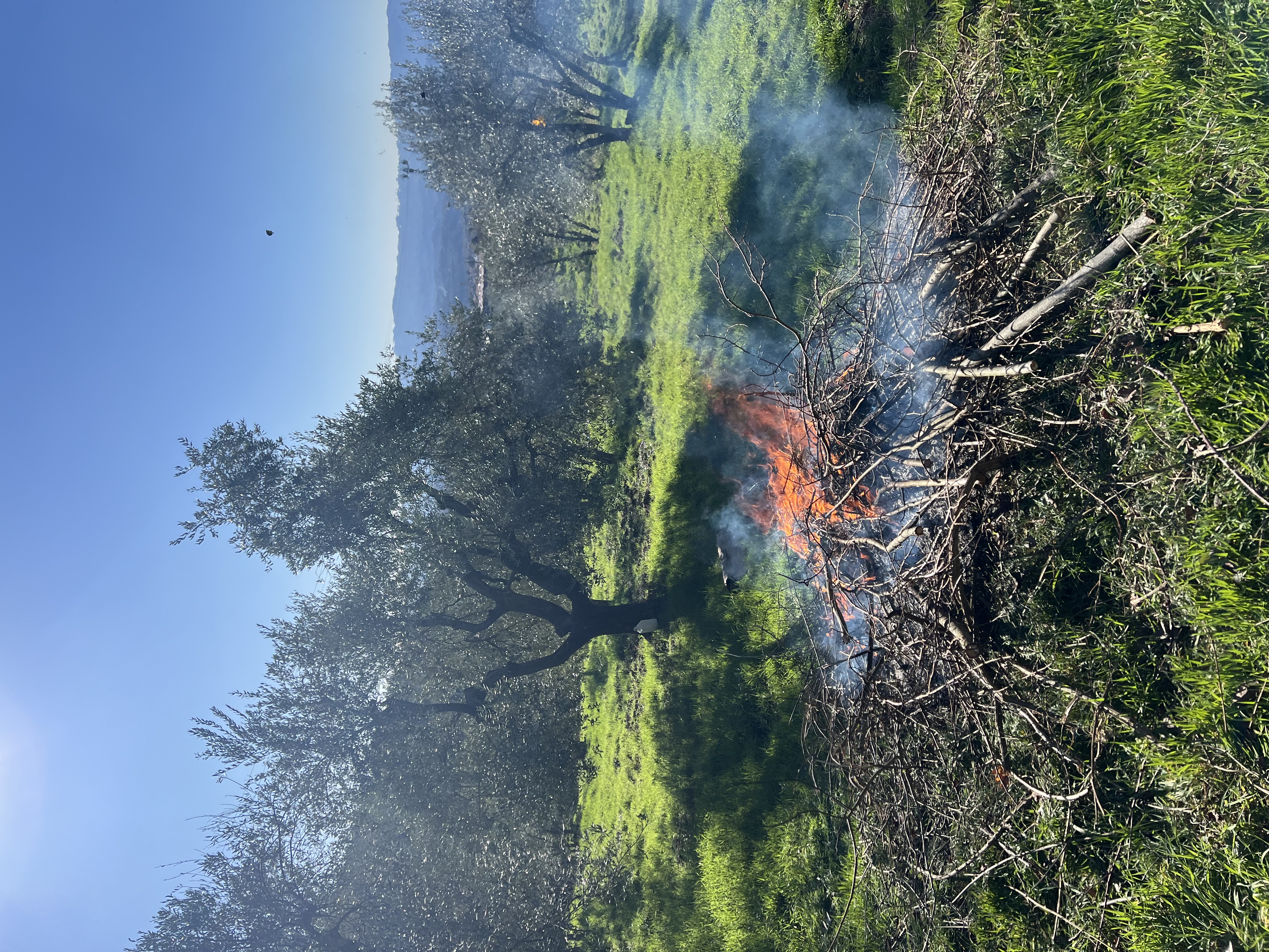 Pruned olive branches burning during field maintenance