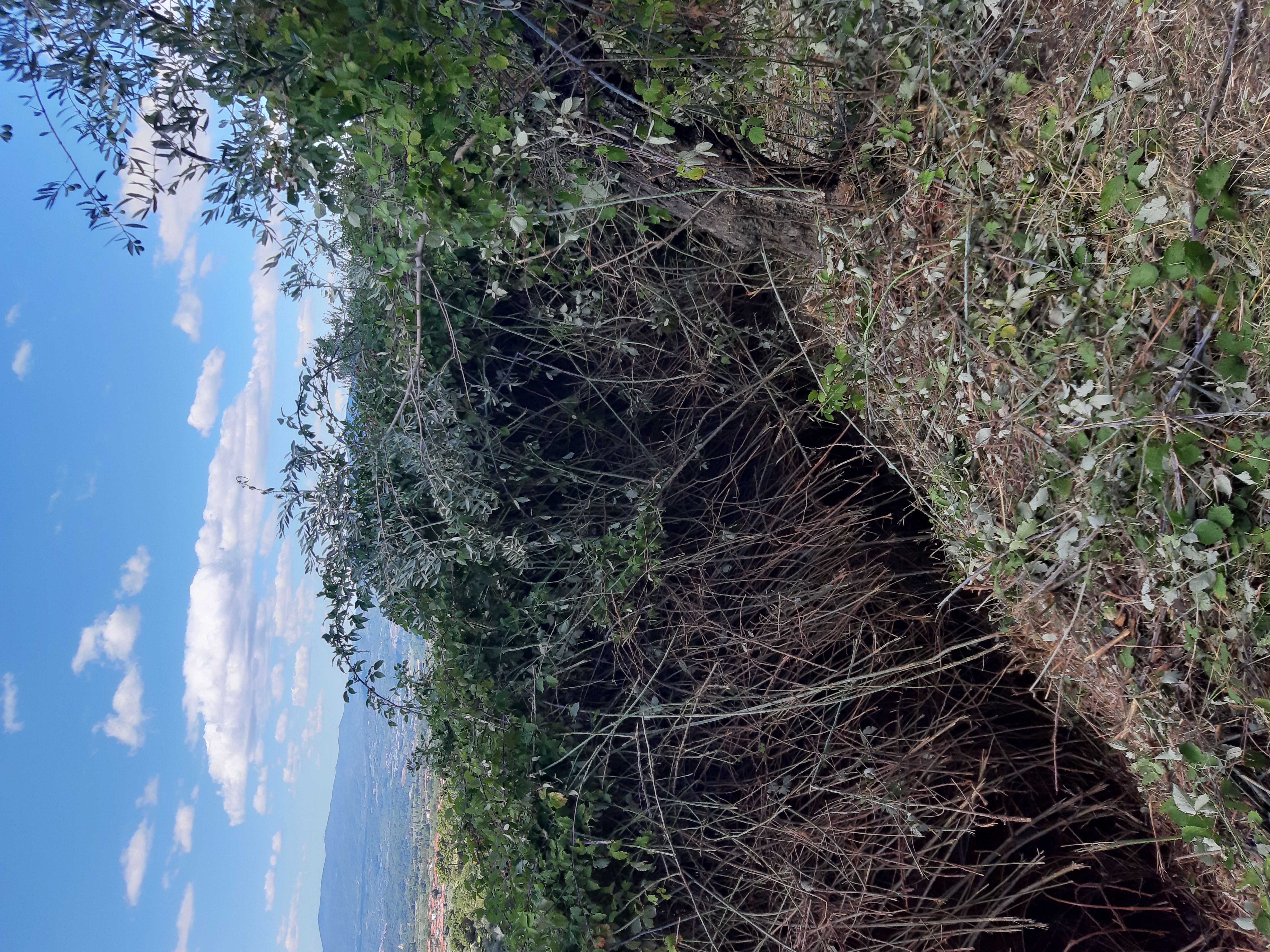 Overgrown brambles cleared during grove restoration, Reggello