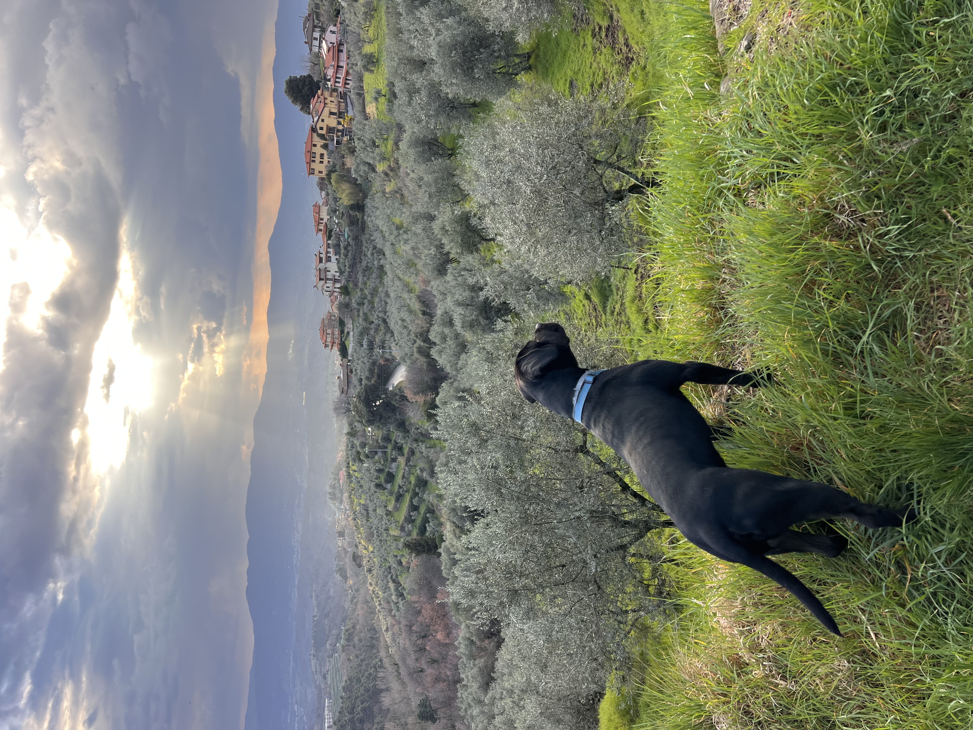 Walking the dog through the olive grove at sunset