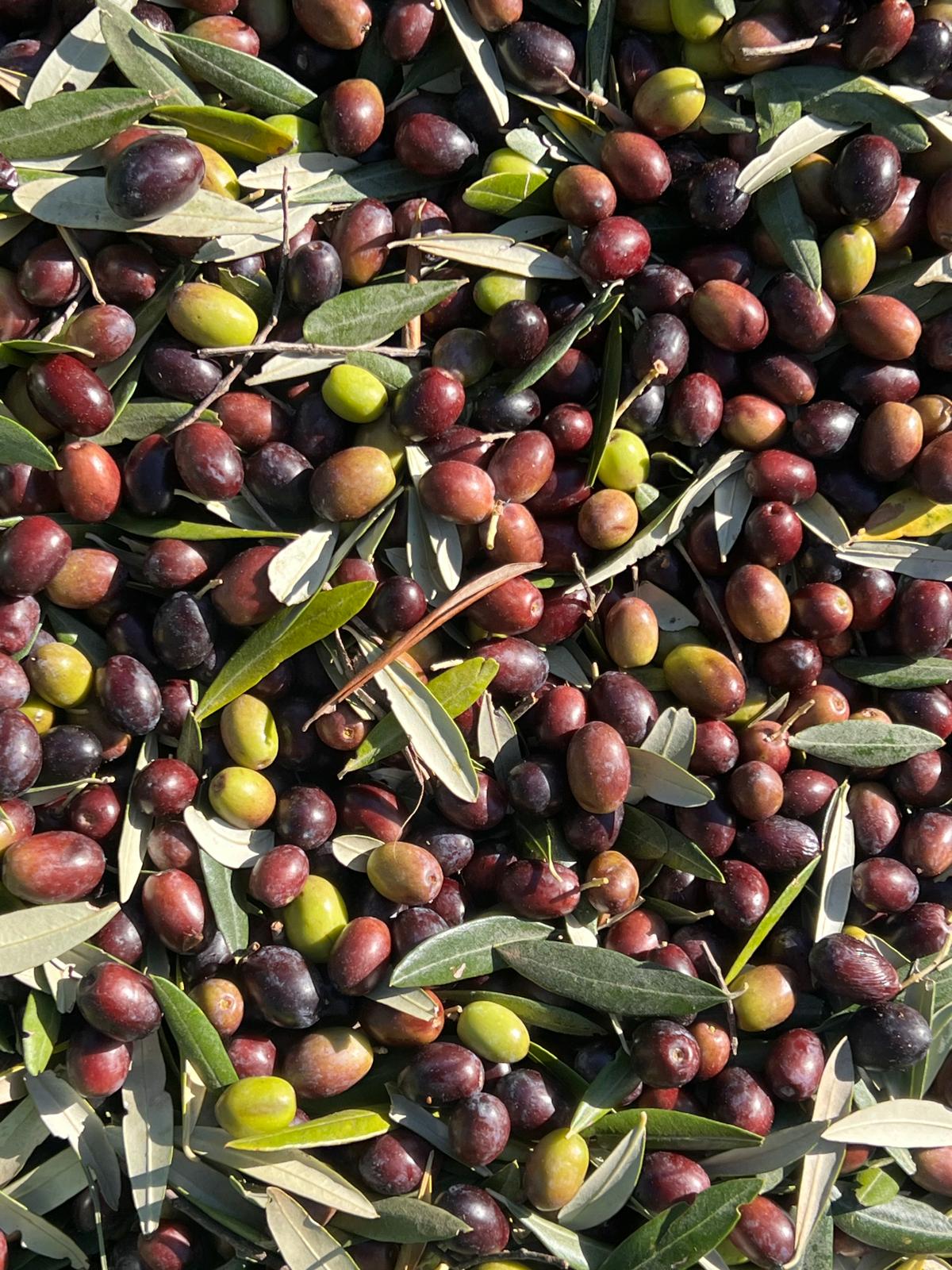 Organic farming in the Tuscan hills