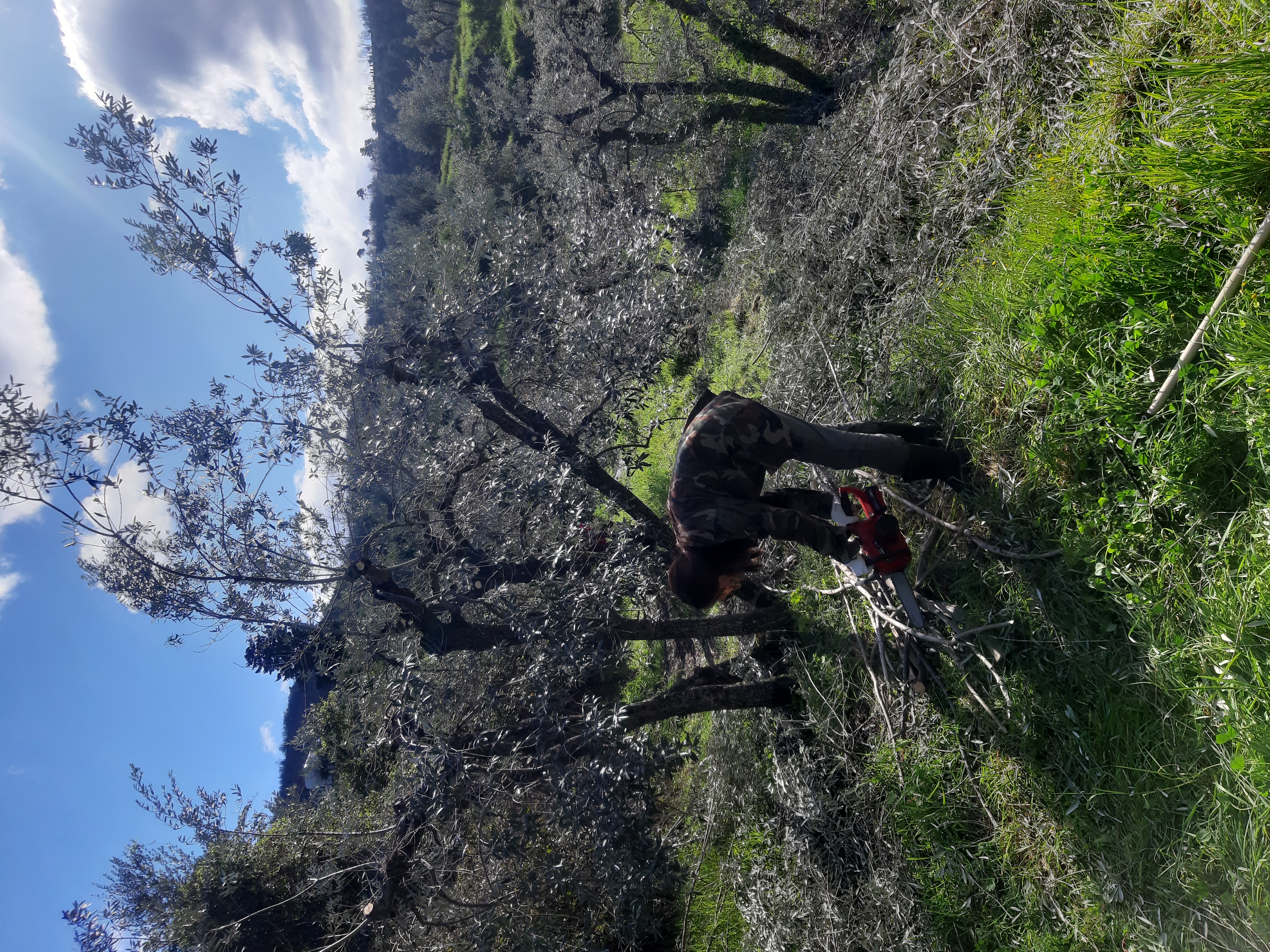 Olive cultivation in Reggello