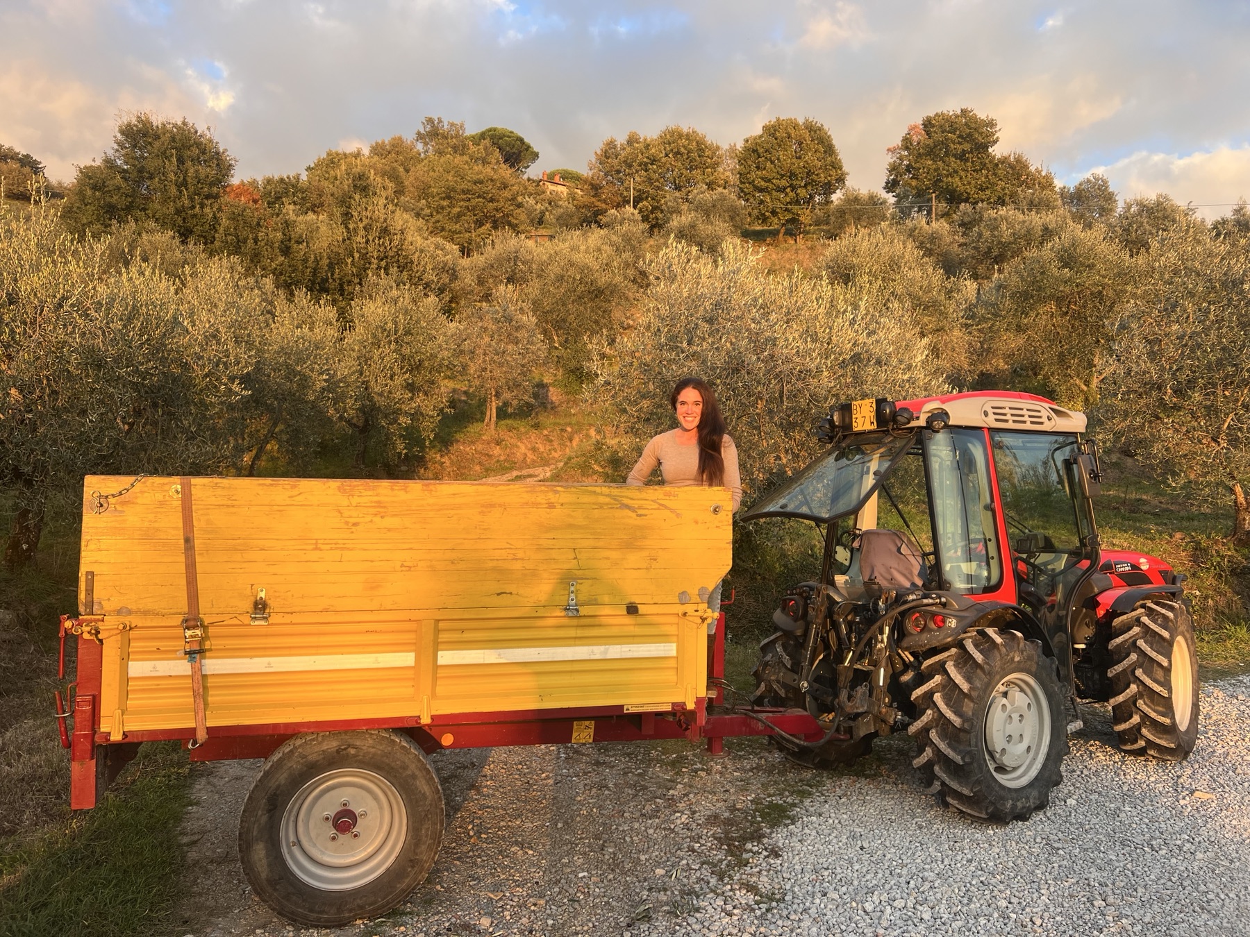 Working among the olive trees