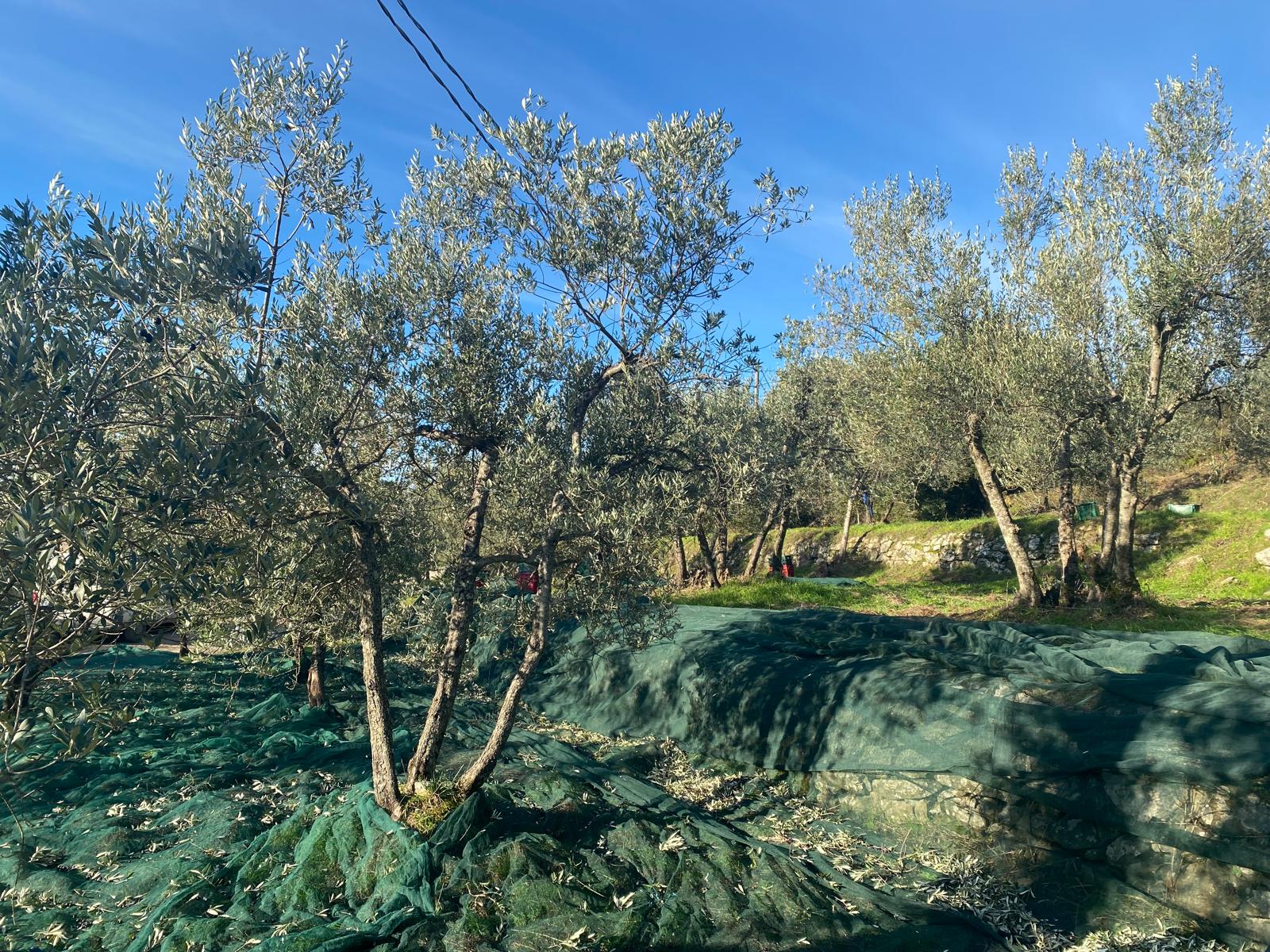 Olive harvest season