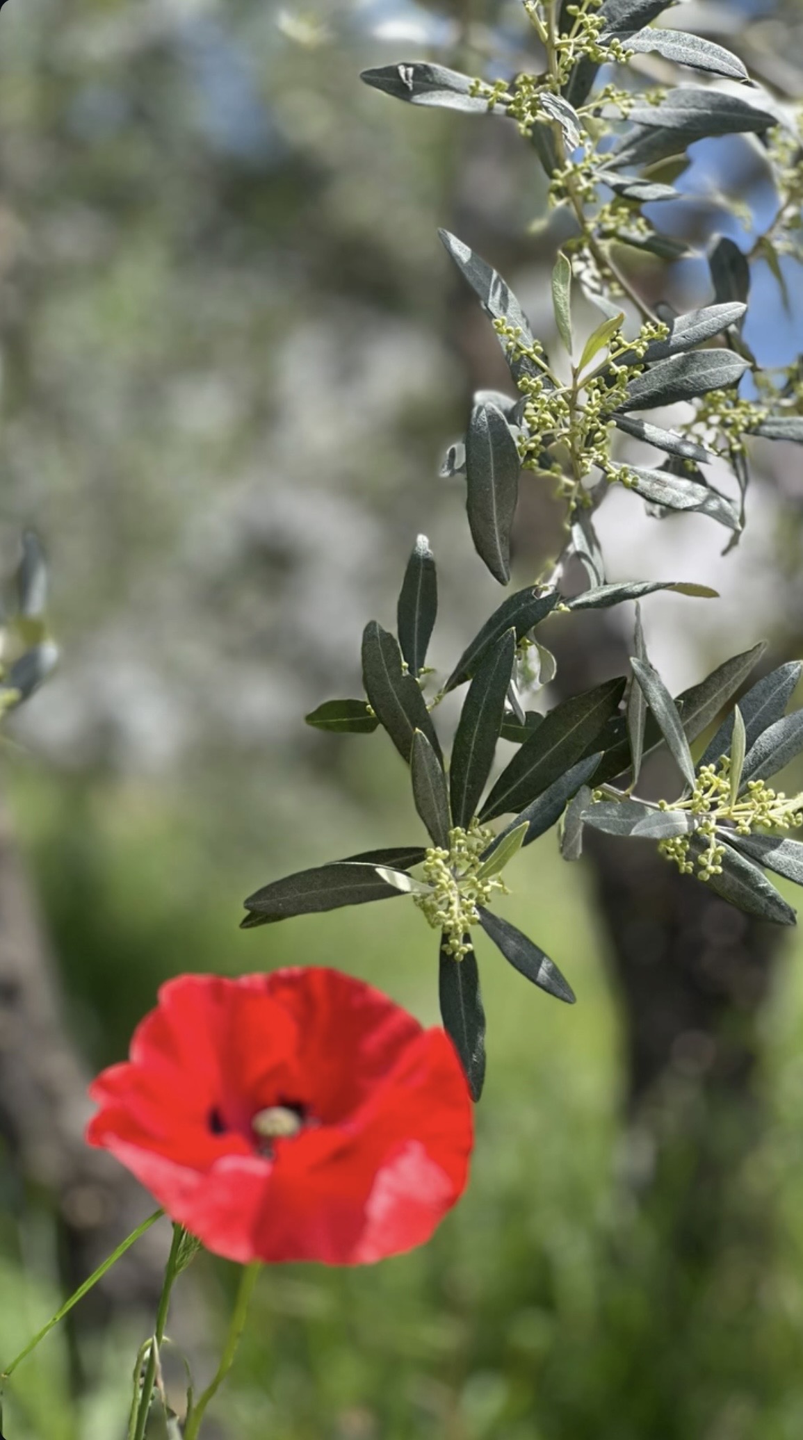 A red poppy beneath an olive branch in bloom