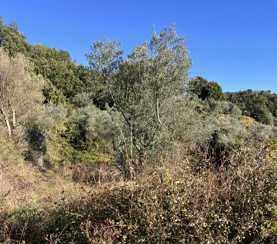Overgrown brambles before clearing