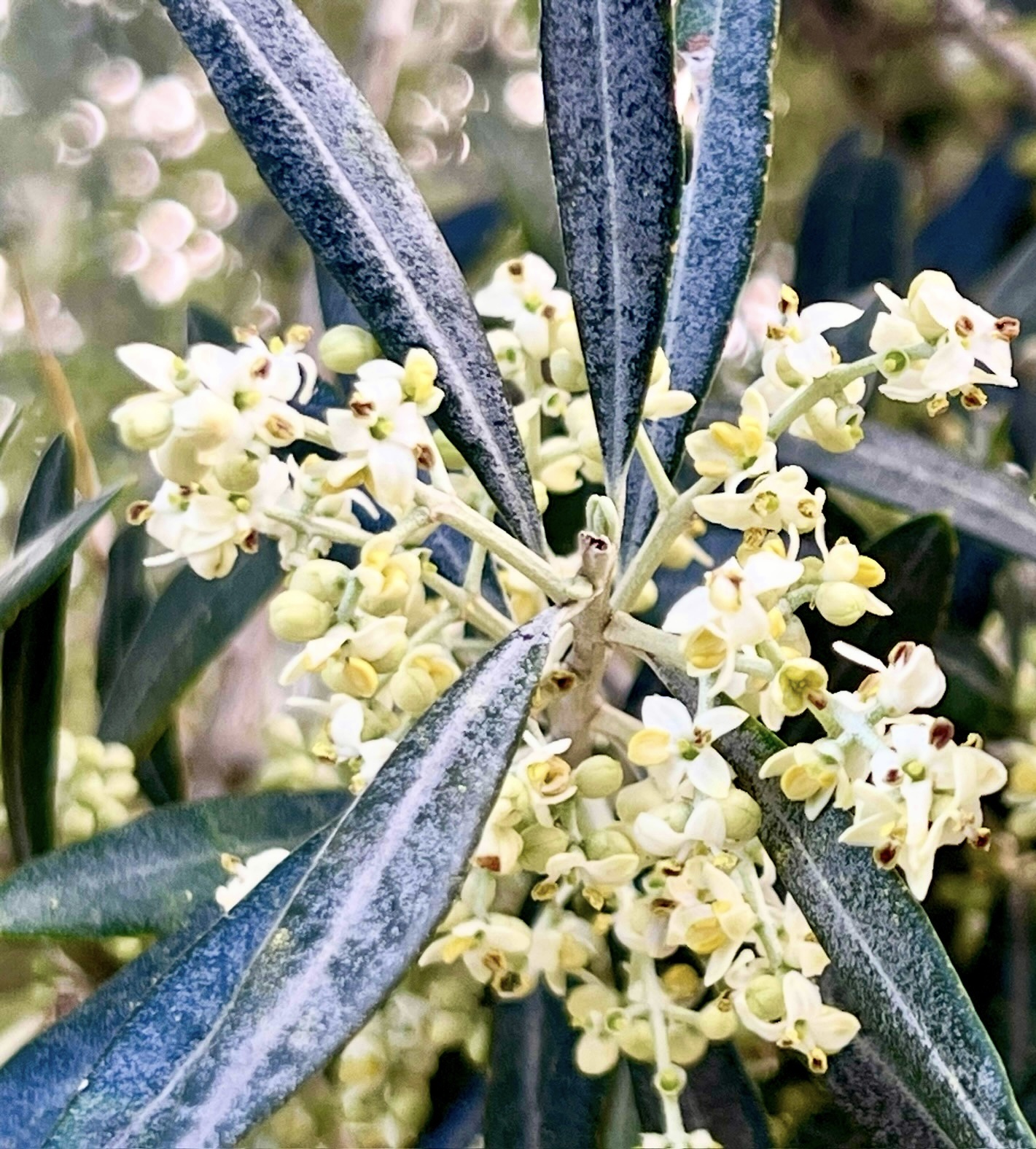 Olive tree in blossom