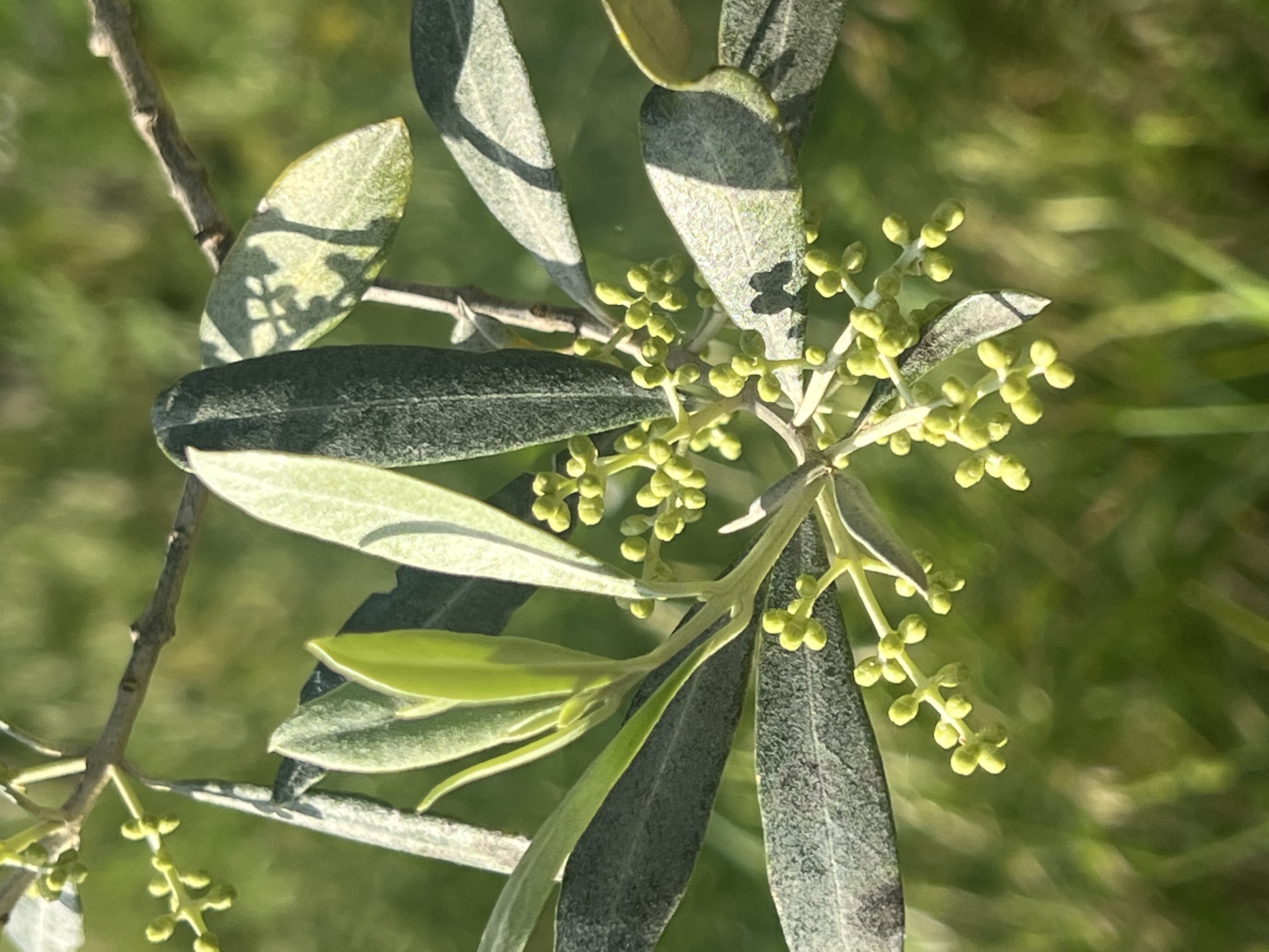 New buds growing on an olive branch