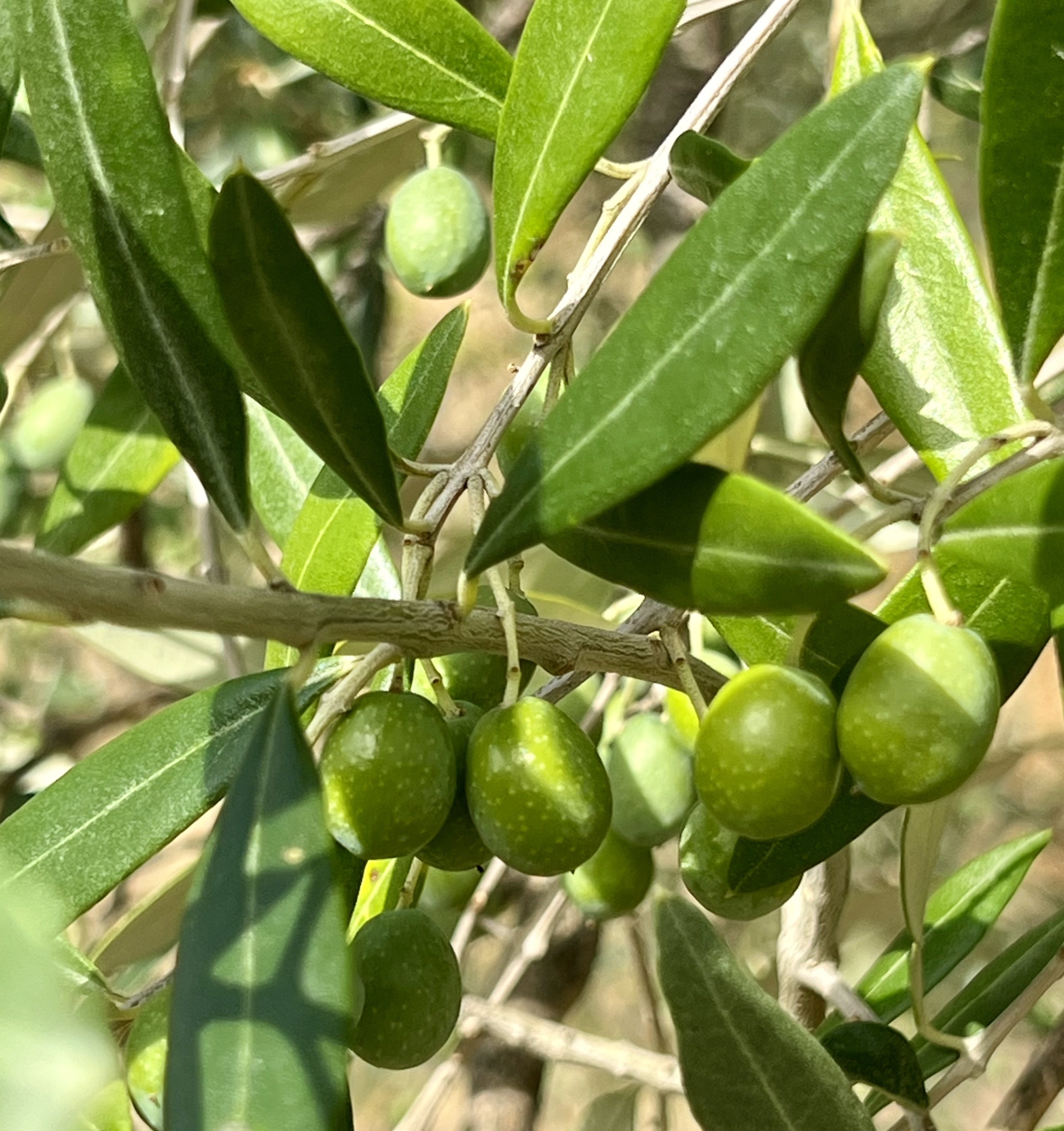 Green olives ripening on the tree