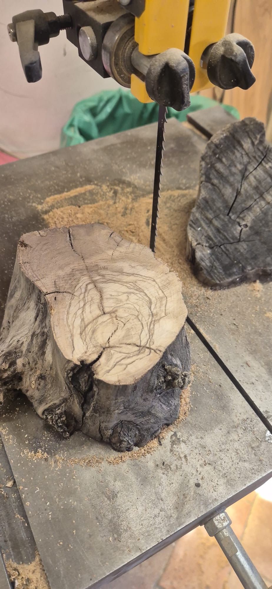 Cutting a section of olive trunk on the band saw