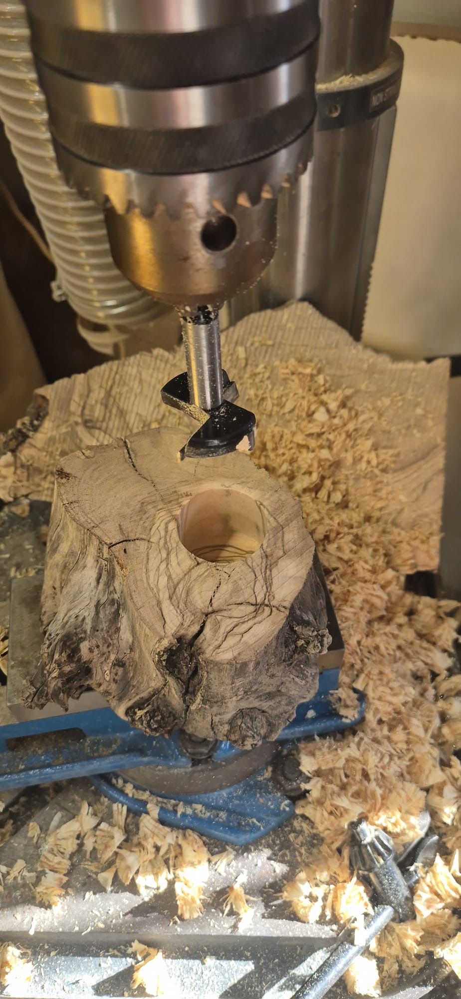 Hollowing a section of olive wood on the drill press