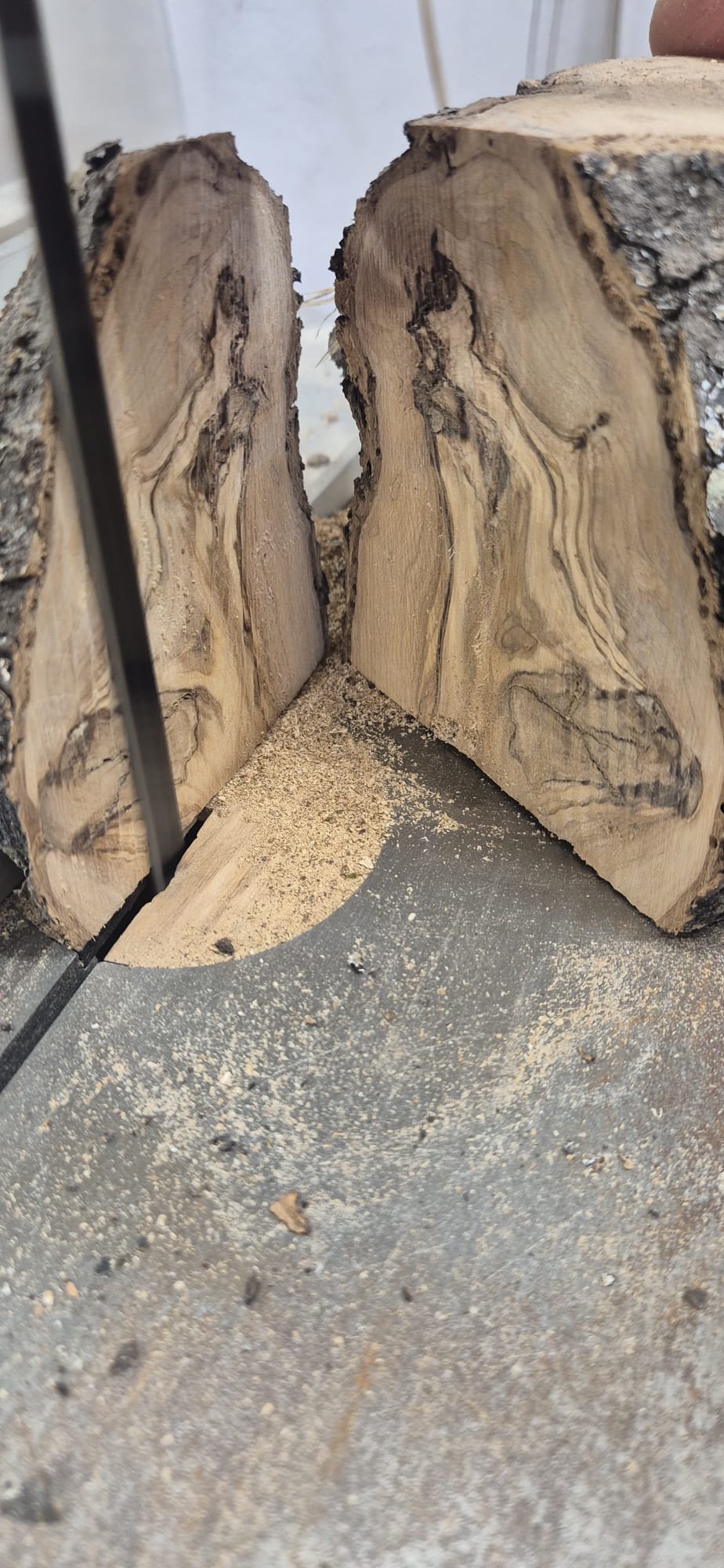 Cutting a log of olive wood on the band saw