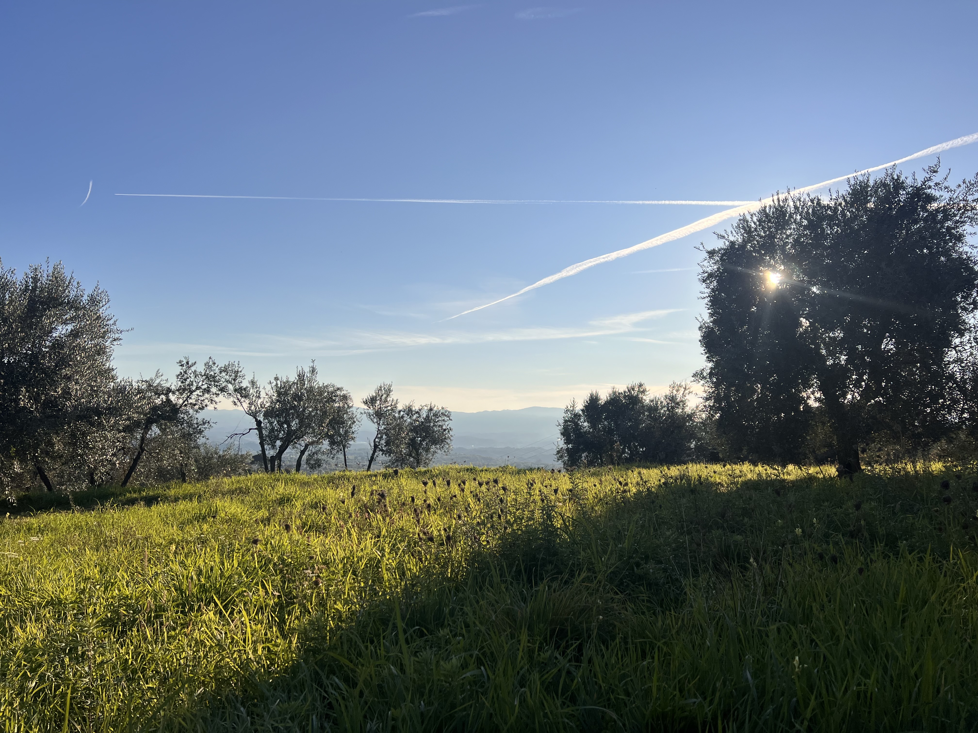 Sunlit grass field among olive trees in Reggello